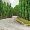 Italian Cypress Seeds 50+ Count, Cupressus sempervirens, Fast Growing Garden Tree Seeds, Live Plant, Bare Root, USA Free Shipping