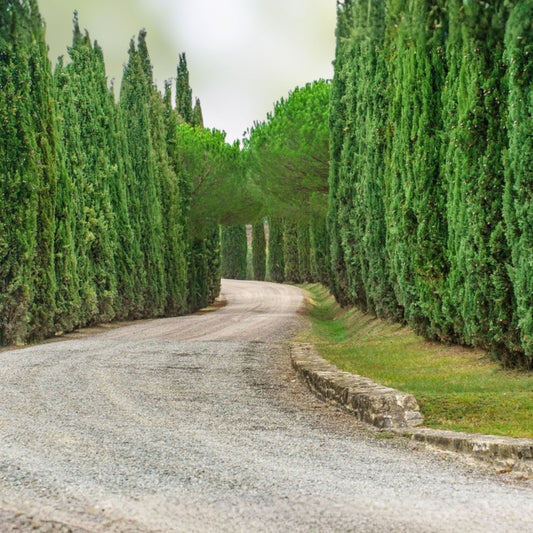 Italian Cypress Seeds 50+ Count, Cupressus sempervirens, Fast Growing Garden Tree Seeds, Live Plant, Bare Root, USA Free Shipping