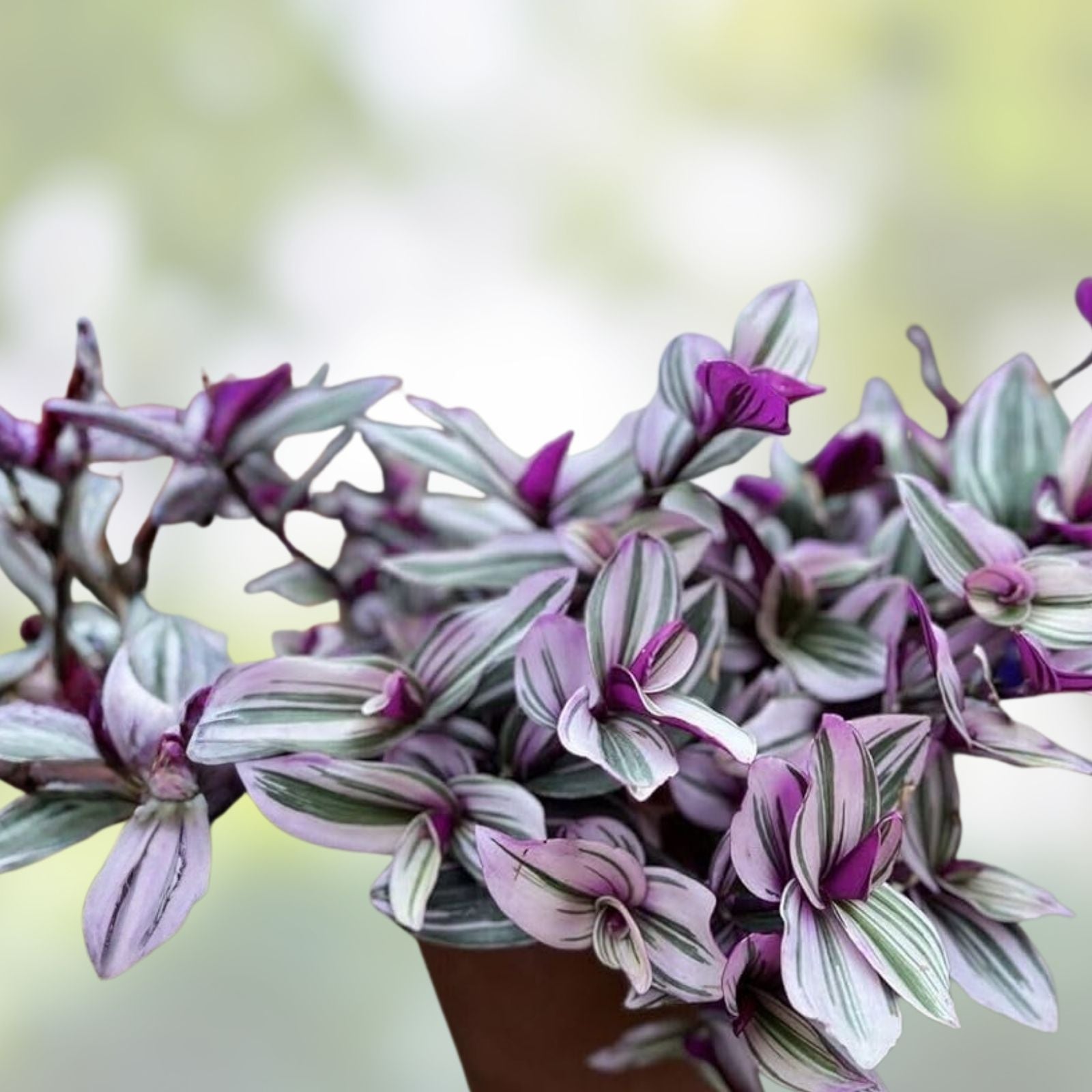 Pink Wandering Jew Cuttings, Tradescantia Nanouk, Variegated Indoor Houseplant, Easy Care, 6-inch Starter Plant