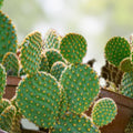 Opuntia Microdasys Cactus Cutting Lot | Succulent Segments for Propagation | Cylindropuntia Campii | New Harvest Quality