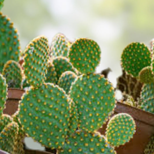 Opuntia Microdasys Cactus Cutting Lot | Succulent Segments for Propagation | Cylindropuntia Campii | New Harvest Quality