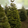 Christmas Tree Seeds 50 Count Balsam Fir Abies balsamea for Planting – Evergreen Conifer Seeds for Garden Landscaping