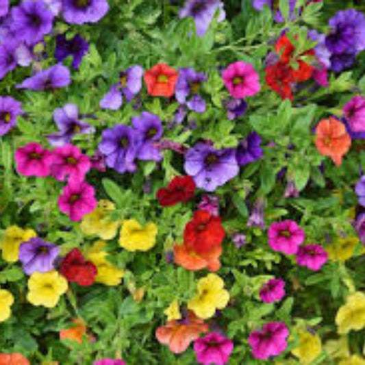 Mixed Petunia Flower Seeds, 100 Non-GMO Seeds, Rare Varieties for Planting, Petunia spp.