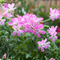 Rose Scented Geranium Cuttings Pelargonium 'Rose' Aromatic Herb Live Plant Indoor Garden Starter