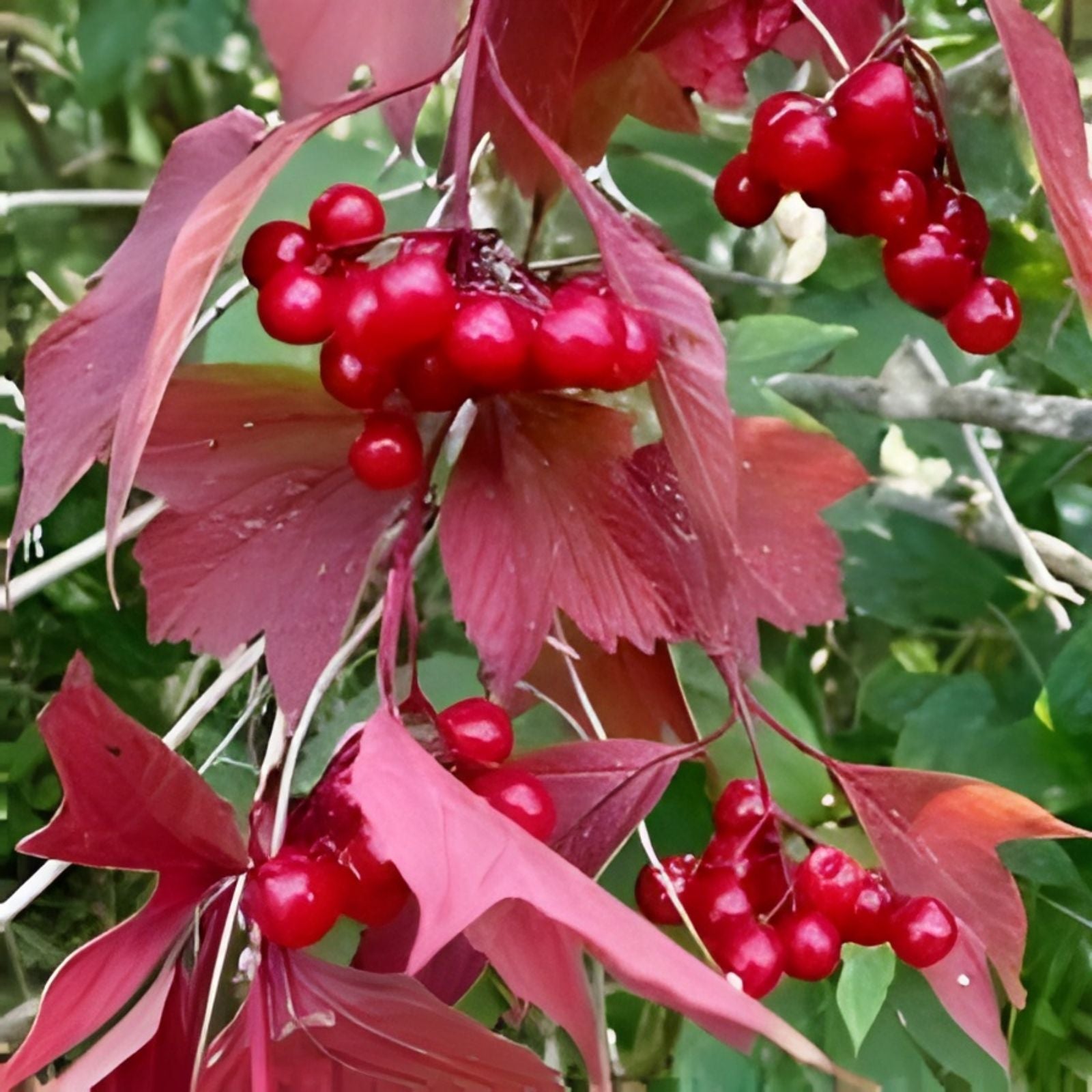 20 Squashberry Seeds Viburnum edule Edible Fruit Bush Cranberry Plant Seeds for Garden, Wild Harvesting