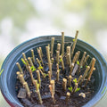 Assorted Fruit Tree Cuttings 50+ Varieties Grafting Propagation Edible Garden Plants Live Plant