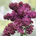 Purple Lilac Seeds - 50 Seeds - Syringa vulgaris - Garden Flower Seeds for Stunning Purple Blooms
