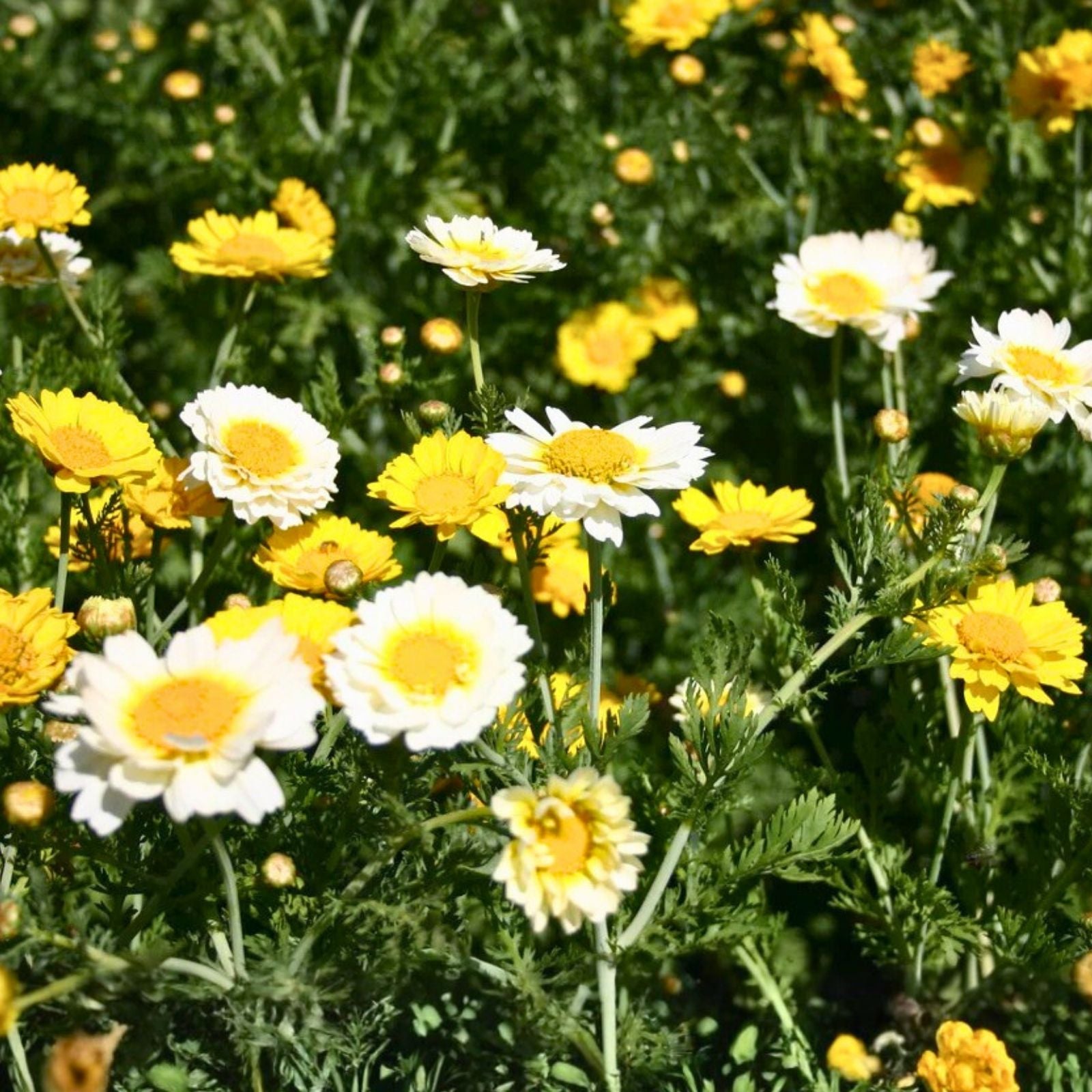Garland Daisy Seeds 500+ Bright Yellow Osteospermum ecklonis Garden Flower Seeds Live Plant Cutting