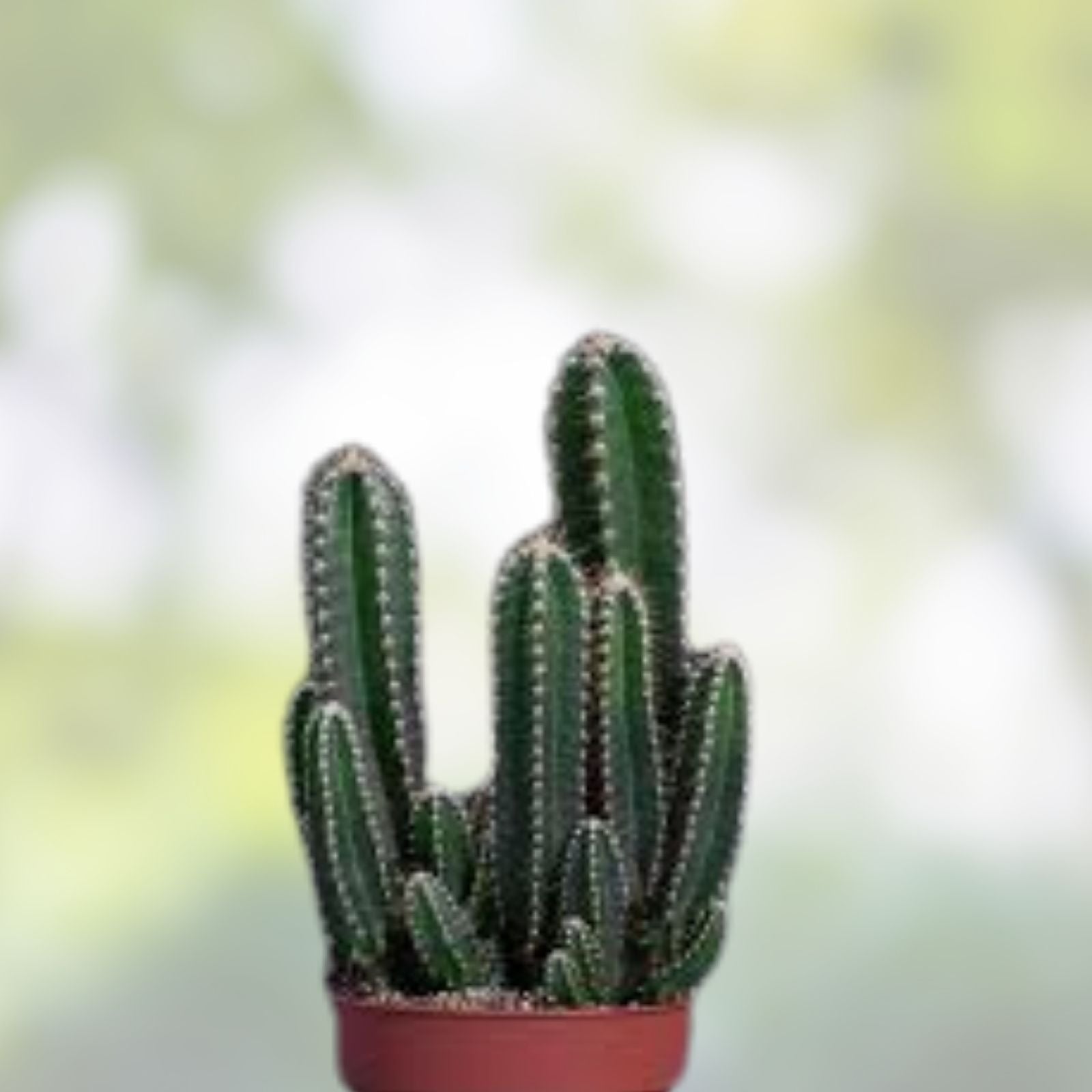 Cereus peruvianus Cactus Cutting 9.5" Live Succulent Plant Desert Garden Houseplant