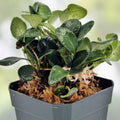 Solanum Ecuador Vine Plant in Pot | Live Indoor Houseplant, Green Foliage, Easy Care, Terrarium, Starter Plant, Live Garden Plant