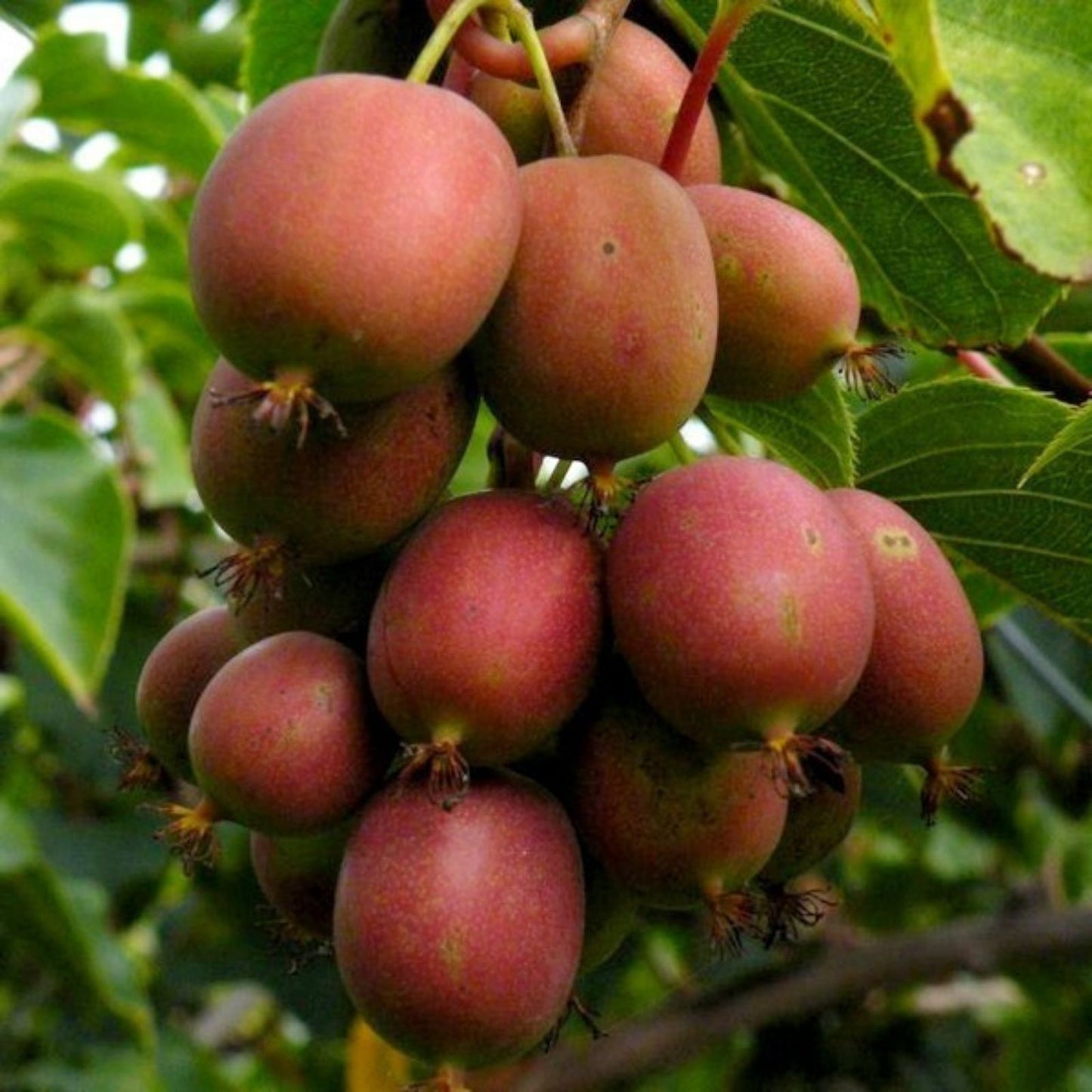 Organic Hardy Polar Arctic Kiwi Cuttings 12 Pack Actinidia arguta Cold Hardy Fruit Plant Live Starter Plant