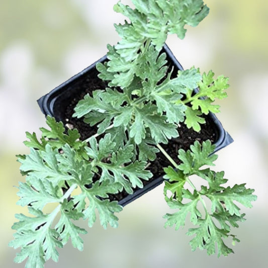 Organic Wormwood Live Plant Artemisia Absinthium 4-8 Inches Deer Resistant Herb Starter Plant