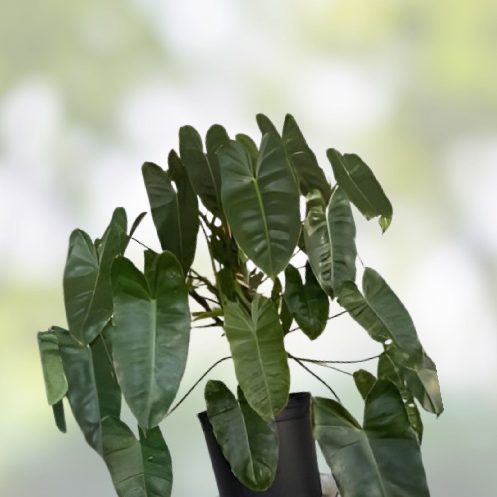 Burle Marx Philodendron Cutting | Air Roots with Multiple Nodes | Indoor/Outdoor Plant | Philodendron 'Burle Marx'