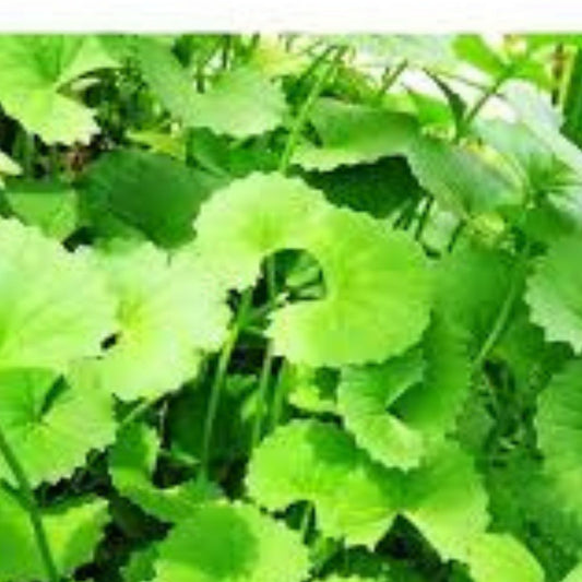Gotu Kola Seeds – 50 Organic Centella Asiatica Herb Seeds for Medicinal Gardens and Herb Growing