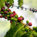 Coffee Seeds for Planting – 20 Organic Coffea Arabica Seeds – Grow Your Own Coffee Beans – Fast Shipping