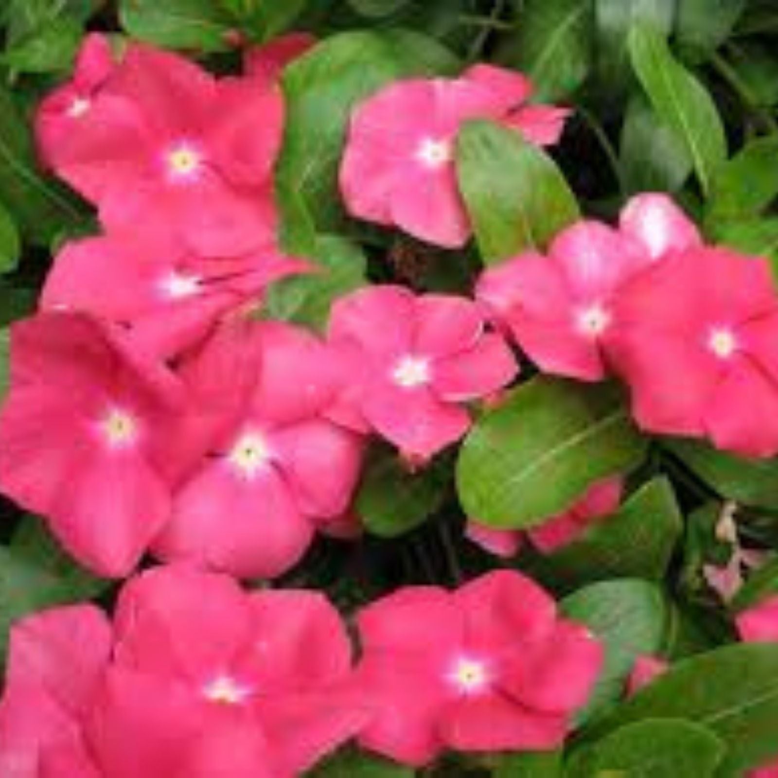 Vinca Seeds 100 Pack Sunsplash Cherry Catharanthus roseus Flowering Plant Seeds for Garden Landscaping Containers