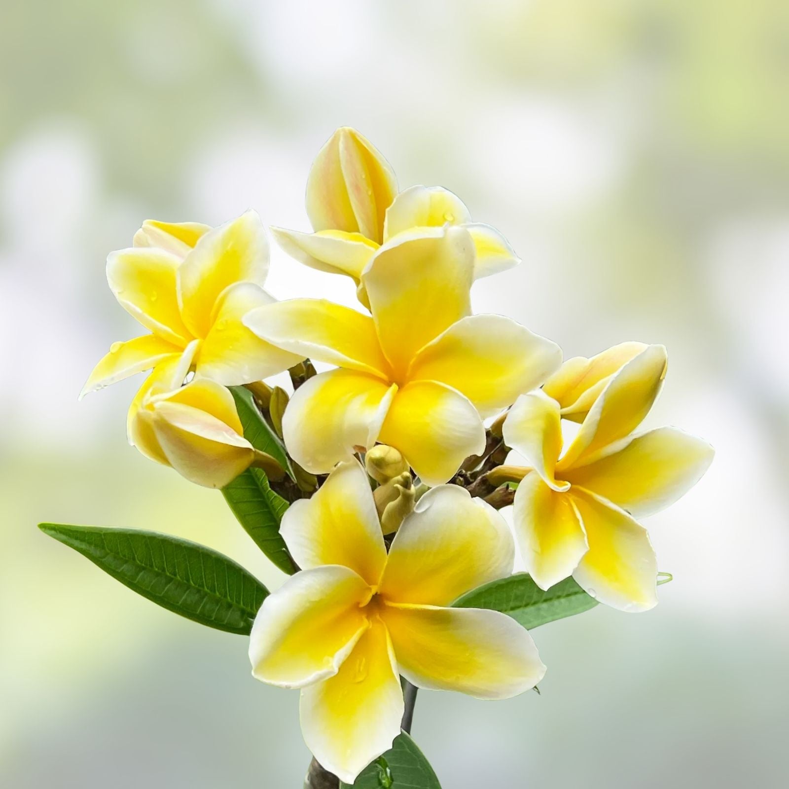 Rooted Plumeria Plant Celadine Variety Tropical Flowering Frangipani Live Houseplant Garden Patio Indoor