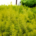 50 Sedum Cuttings Rupestre Angelina Sarmentosum Edible Succulent Plants Hardy Ground Cover Drought Tolerant Easy to Grow