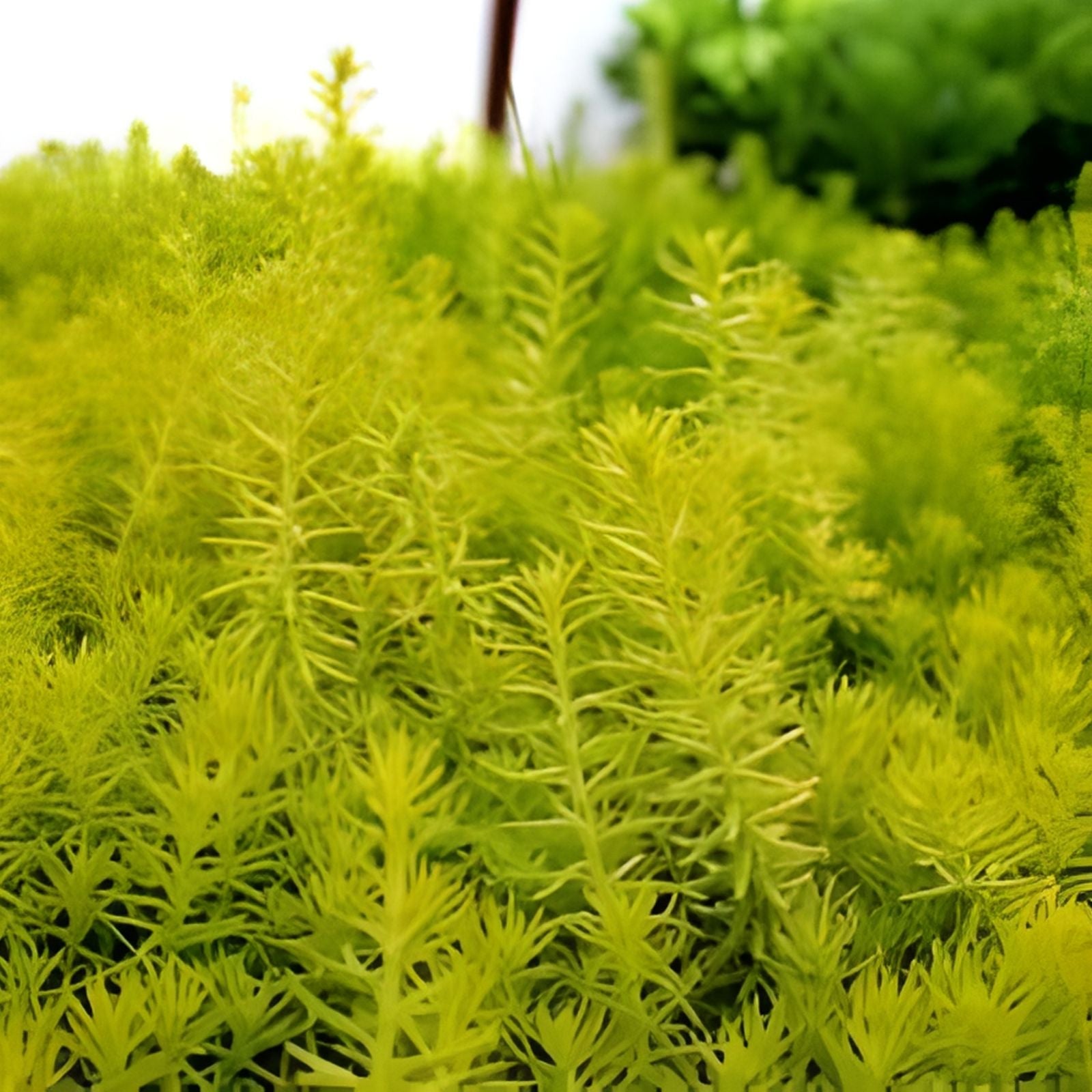 50 Sedum Cuttings Rupestre Angelina Sarmentosum Edible Succulent Plants Hardy Ground Cover Drought Tolerant Easy to Grow