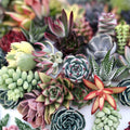 Assorted Plant Cuttings 16 Varieties Indoor Outdoor Garden Houseplant Succulent Propagation Starter Plants