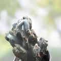 Cereus peruvianus var. monstrose - Peruvian Apple Cactus - Unique Monstrose Succulent Plant for Indoor & Outdoor Gardens
