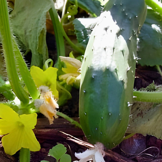 Heirloom Cucumber Seeds Non-GMO Long Green Vegetable Seeds Cucumis sativus Starter Plant 25+