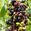Java Plum Jamun Cutting 5x Syzygium cumini Live Fruit Tree Propagation Bare Root Starter Plant