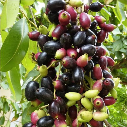 Java Plum Jamun Cutting 5x Syzygium cumini Live Fruit Tree Propagation Bare Root Starter Plant