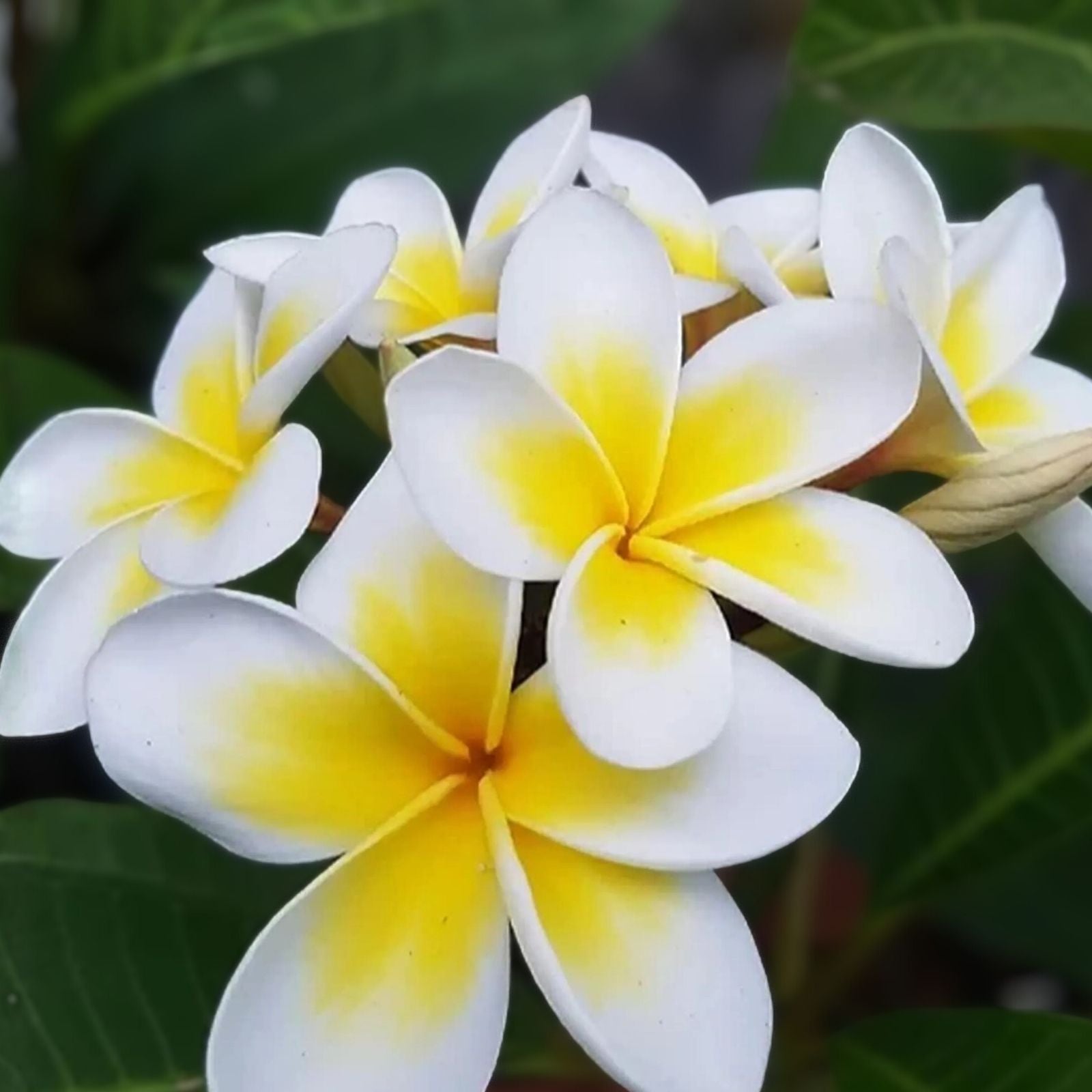 Yellow Plumeria Starter Cutting, Triple Head, Live Plant, Houseplant, Tropical, 10 Inch