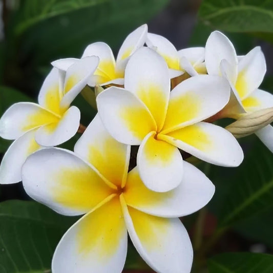 Yellow Plumeria Starter Cutting, Triple Head, Live Plant, Houseplant, Tropical, 10 Inch