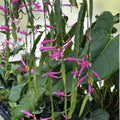 Disocactus Vista Hermosa Cactus Rare Hybrid Succulent Live Plant Indoor Outdoor Easy Care Houseplant