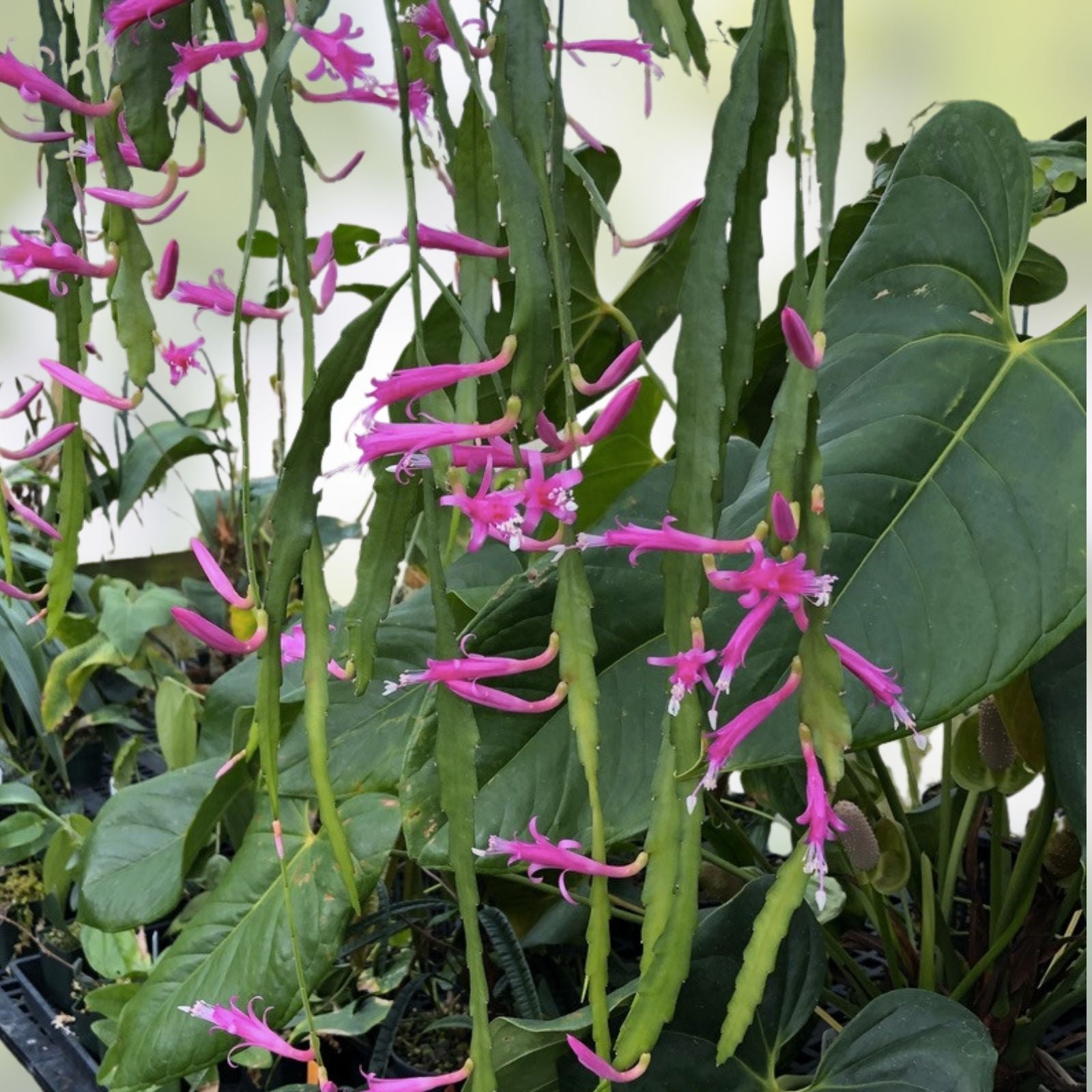 Disocactus Vista Hermosa Cactus Rare Hybrid Succulent Live Plant Indoor Outdoor Easy Care Houseplant