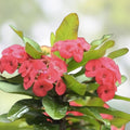 Bright Red Euphorbia milii Crown of Thorns Cutting, Succulent Indoor Plant, Drought Tolerant Houseplant, Live Starter Plant