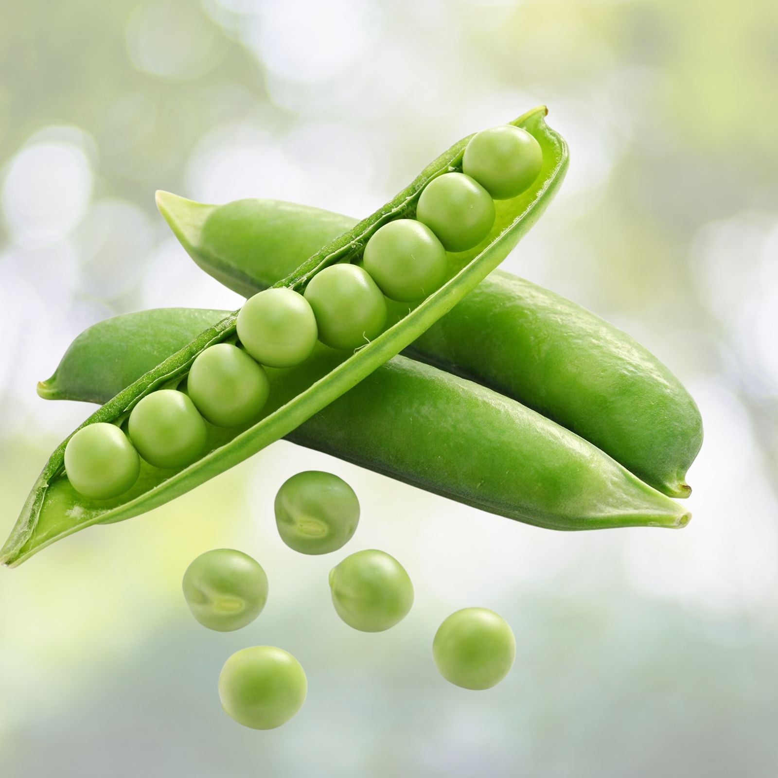 Early Alaska Pea Seeds, Heirloom Non-GMO, Edible Pods, Vegetable Garden, Pisum sativum, 100+ Seeds