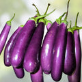 Long Purple Heirloom Eggplant Seeds – Non-GMO Organic Solanum melongena Starter Plants, Bare Root, Cutting, Houseplant
