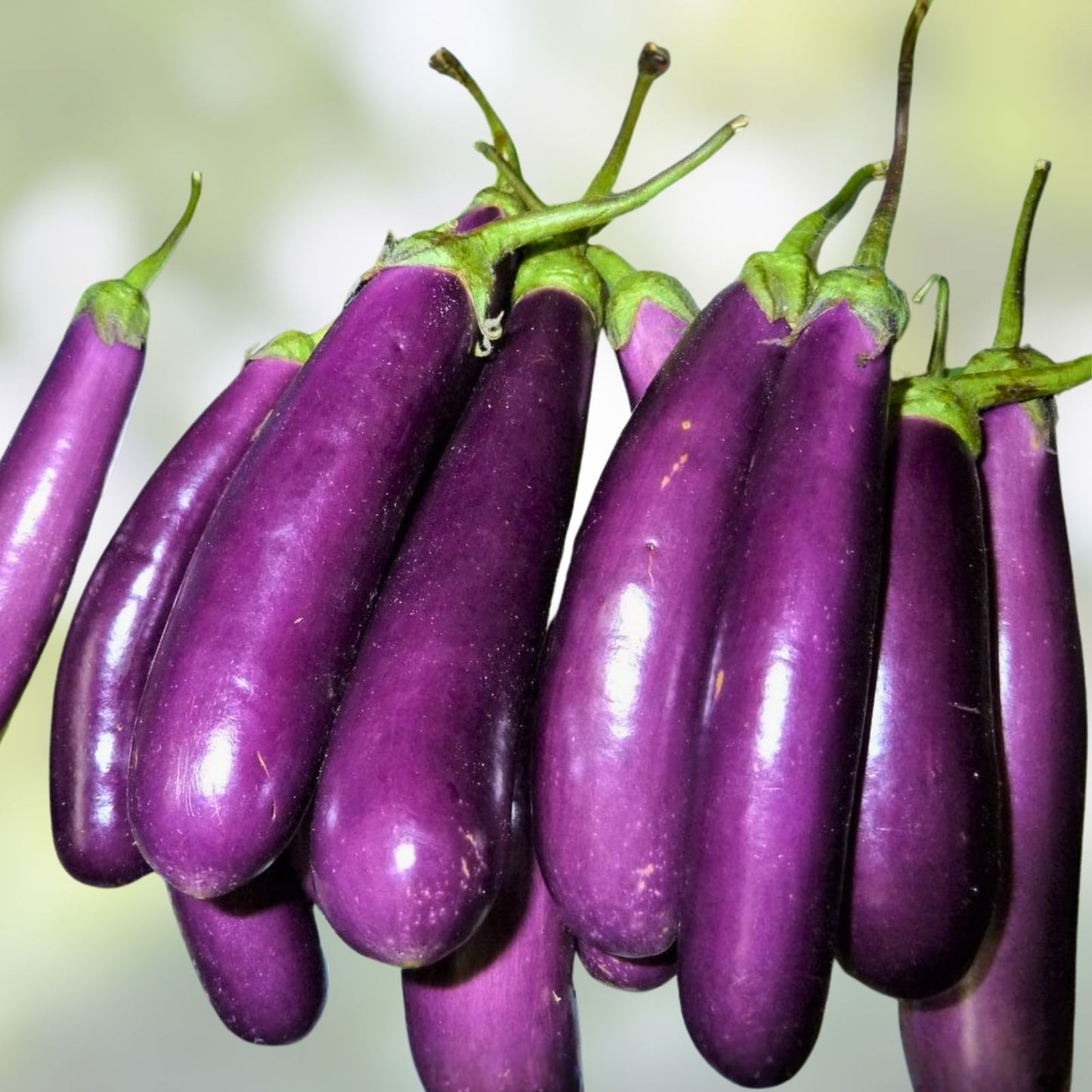 Long Purple Heirloom Eggplant Seeds – Non-GMO Organic Solanum melongena Starter Plants, Bare Root, Cutting, Houseplant