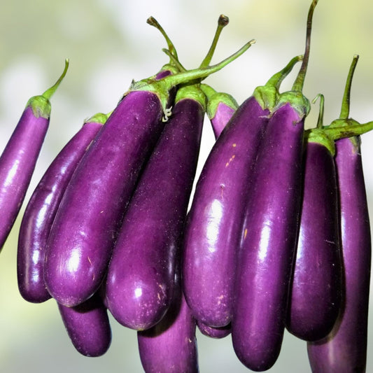 Long Purple Heirloom Eggplant Seeds – Non-GMO Organic Solanum melongena Starter Plants, Bare Root, Cutting, Houseplant