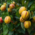 Pepino Melon Seeds 20 Pack – Sweet Cucumber Fruit Seeds Solanum muricatum for Home Garden, Fruit Cultivation, Starter Plant
