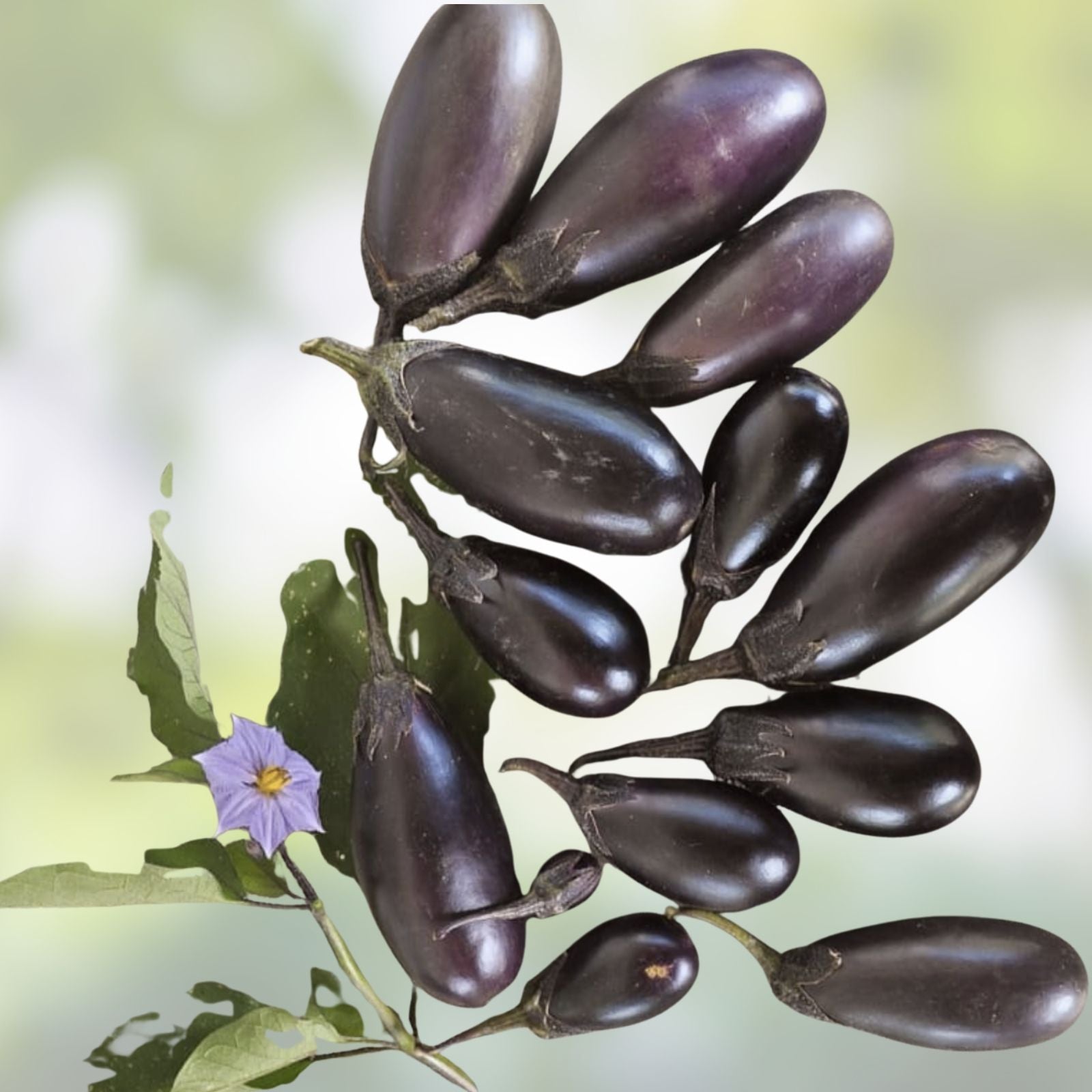 Organic Baby Eggplant Seeds 40 Count Patio Variety Solanum melongena Live Plant Starter Bare Root Houseplant Free Shipping