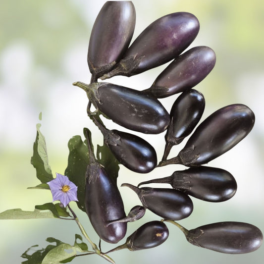 Organic Baby Eggplant Seeds 40 Count Patio Variety Solanum melongena Live Plant Starter Bare Root Houseplant Free Shipping