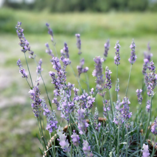 Lavandula angustifolia Fragrant Lavender Starter Plant, Live Herb, Purple Blooms, Garden & Gift, Non-GMO