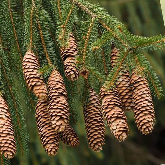 Norway Spruce Tree Seeds - 50 Seeds - Evergreen Picea Abies for Landscaping & Reforestation - New Harvest Quality