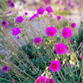Rock Purslane Cuttings 6 Pack Magenta Purple Bloom Calandrinia Spectabilis Succulent Plant Propagation