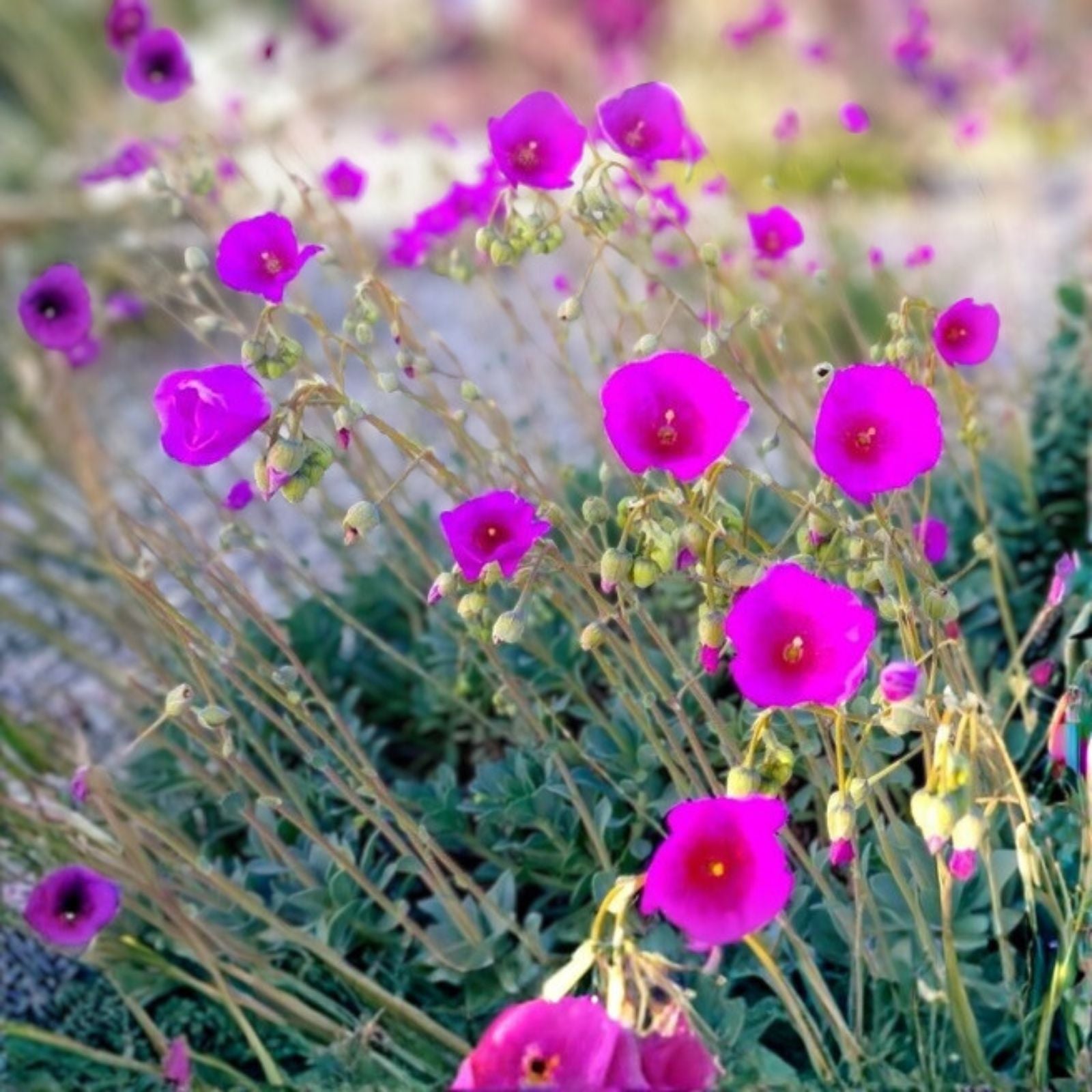 Rock Purslane Cuttings 6 Pack Magenta Purple Bloom Calandrinia Spectabilis Succulent Plant Propagation