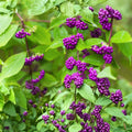 Beauty Berry Bush Live Plant Cuttings 7 Pack Callicarpa americana Ornamental Shrubs for Propagation