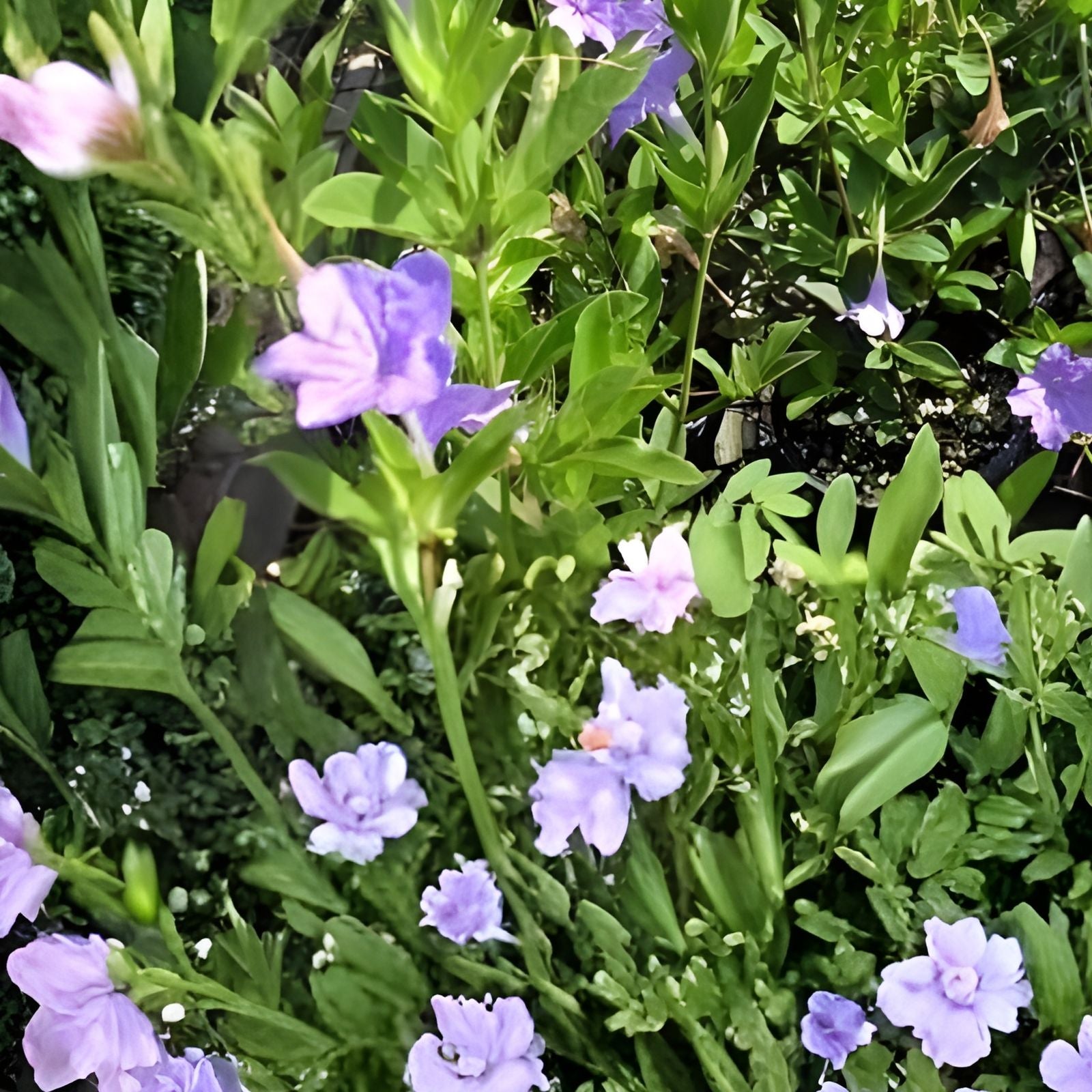 Rare Carolina Wild Petunia Live Plants 2-Pack | Native Lavender Flower | Ruellia caroliniensis | Starter Plants, Live Plants