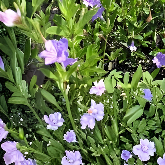 Rare Carolina Wild Petunia Live Plants 2-Pack | Native Lavender Flower | Ruellia caroliniensis | Starter Plants, Live Plants