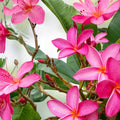Slaughter Pink Plumeria Cutting 9-12 Inch Live Frangipani Propagation Garden Plant Houseplant