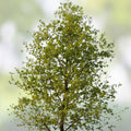 Hybrid Poplar Live Tree Cuttings – 12 Cottonless Cottonwood Starter Plants, Fast Growing Landscaping Trees