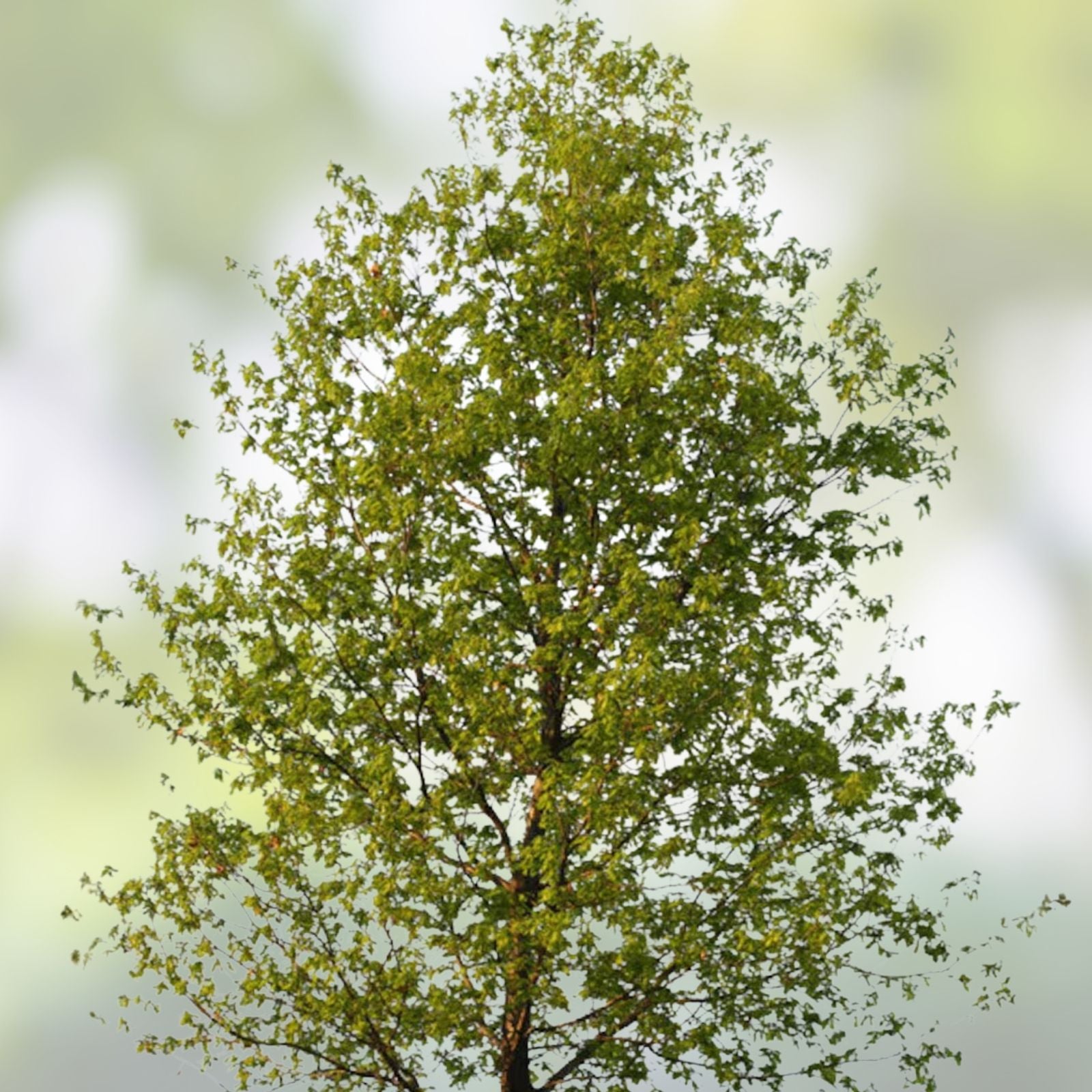 Hybrid Poplar Live Tree Cuttings – 12 Cottonless Cottonwood Starter Plants, Fast Growing Landscaping Trees